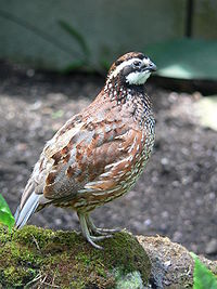 200px-Virginiawachtel 2007-06-16_065