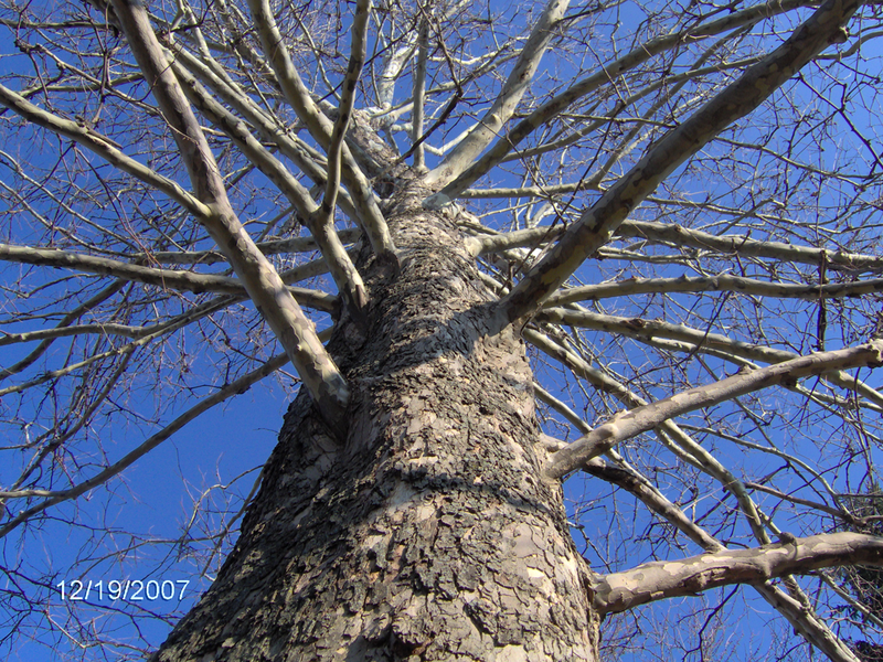 American-Sycamore-Bark-Winter