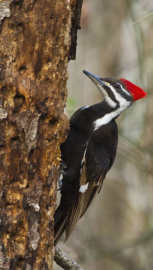 Pileated Woodpecker
