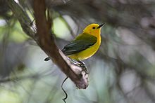 Prothonotary Warbler