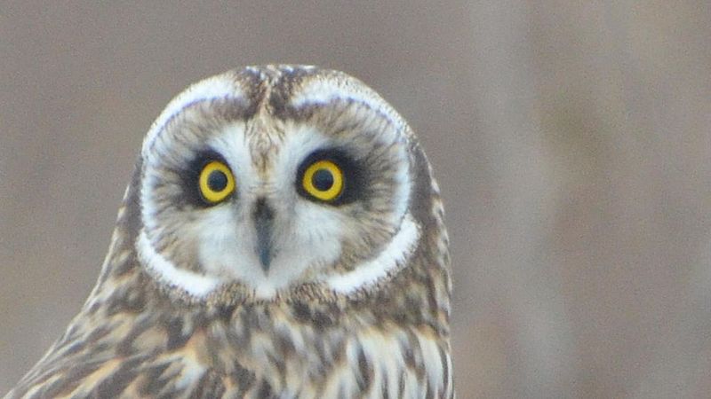 Short-eared Owl