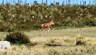 EthiopianWolf