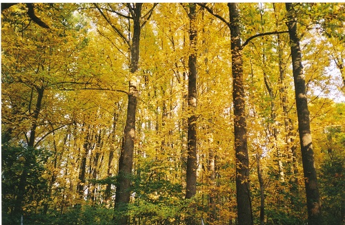 Woodend Nature Sanctuary fall woods