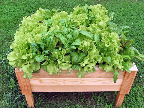 salad planter IMG 9118