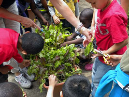 SaladHighlViewHarvest