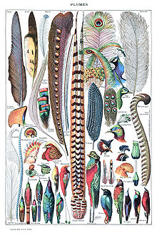 Feathers