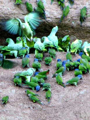 MealyAmazons escapes