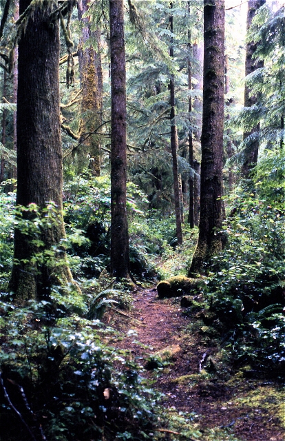 Path thru Olympic - Mark Garland