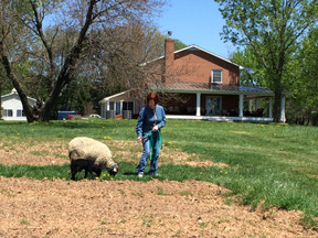 11-KeithsFarmhouseAndVerandaJillAndSheep