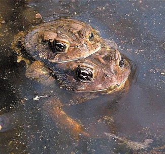 frogs