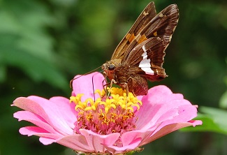 silver spotted skipper