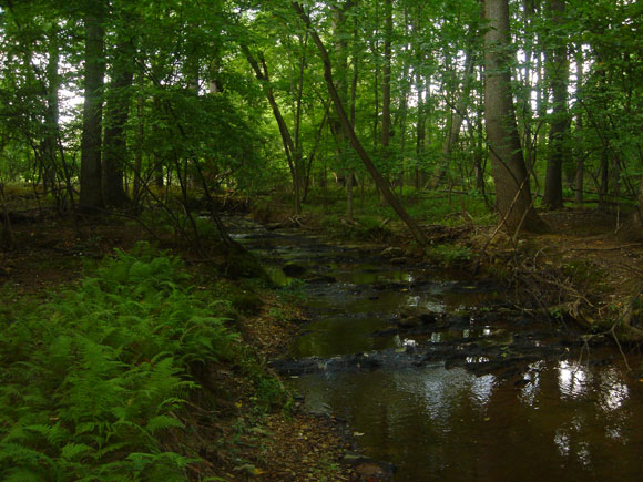 1---The-stream,-Fall-2007