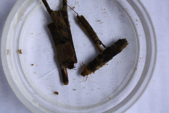 4---Three-Limnephilidae-(northern-case-maker-caddisflies)-found