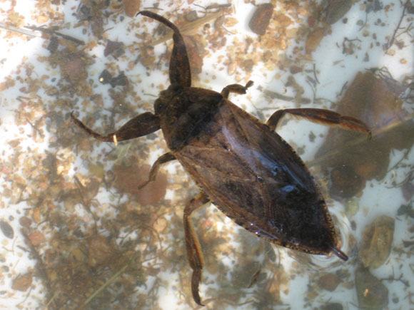 5---An-impressive-giant-water-bug-(Belostomatidae)