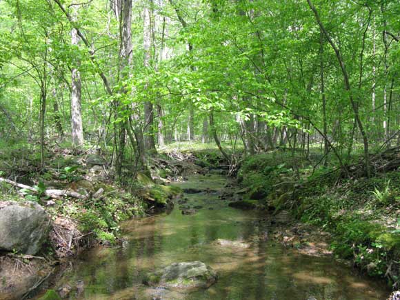 1---Good-Hope-Tributary,-Spring-2011