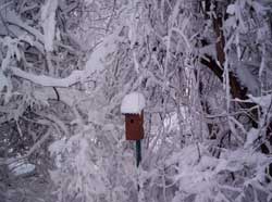 birdhouseinsnow