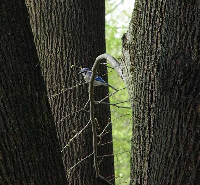 blue jay at Woodend Nature Sanctuary