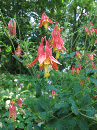 columbine 5101Julie-Mangin