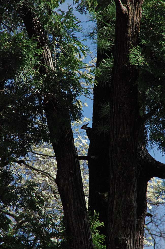 pileatedwoodpecker