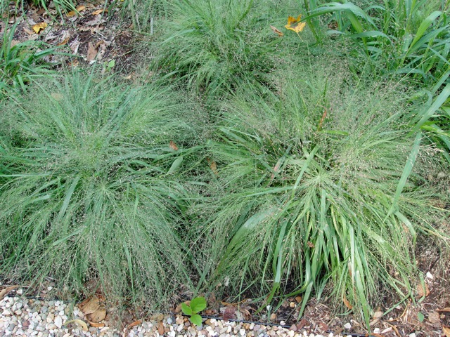 7.14.10 purple love grass