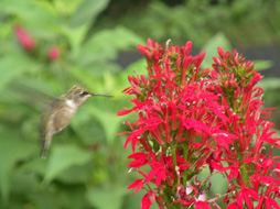 CardinalFlower