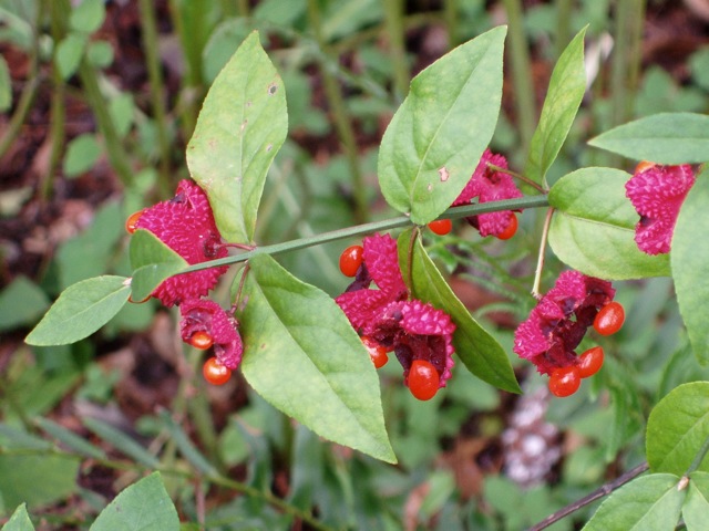 Euonymous americana 9.24.11