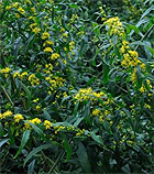 goldenrod