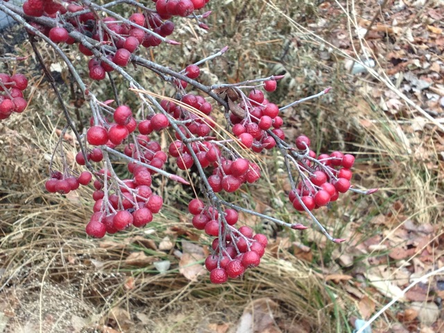 Red Chokeberry