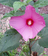 RoseMallow