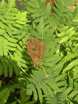 RoyalFern