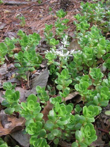 WildStonecrop