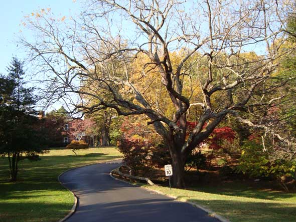 Black Walnut tree at Woodend Sanctuary