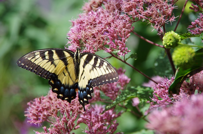 woodendsanctuary tigerswallowtailinwoodendnativeplantgarden